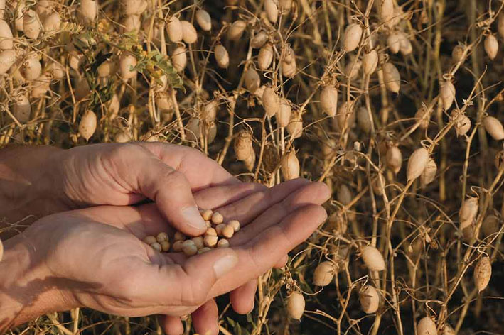 Chickpeas